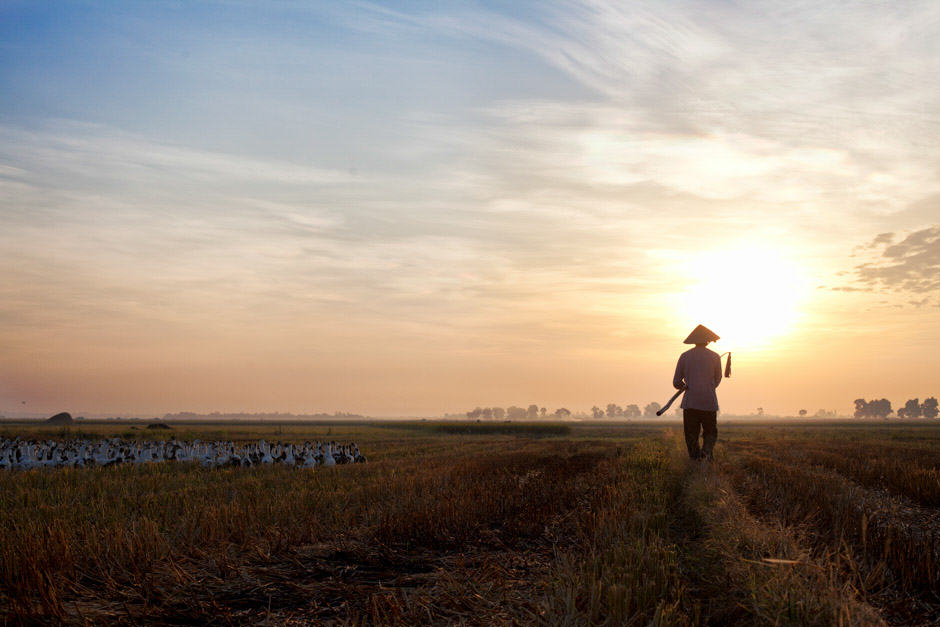 man walking with his ducks at sunrise in Vietnam