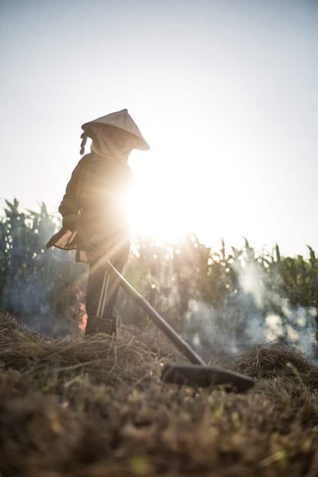 Woman gathering rice straw to burn them at sunset