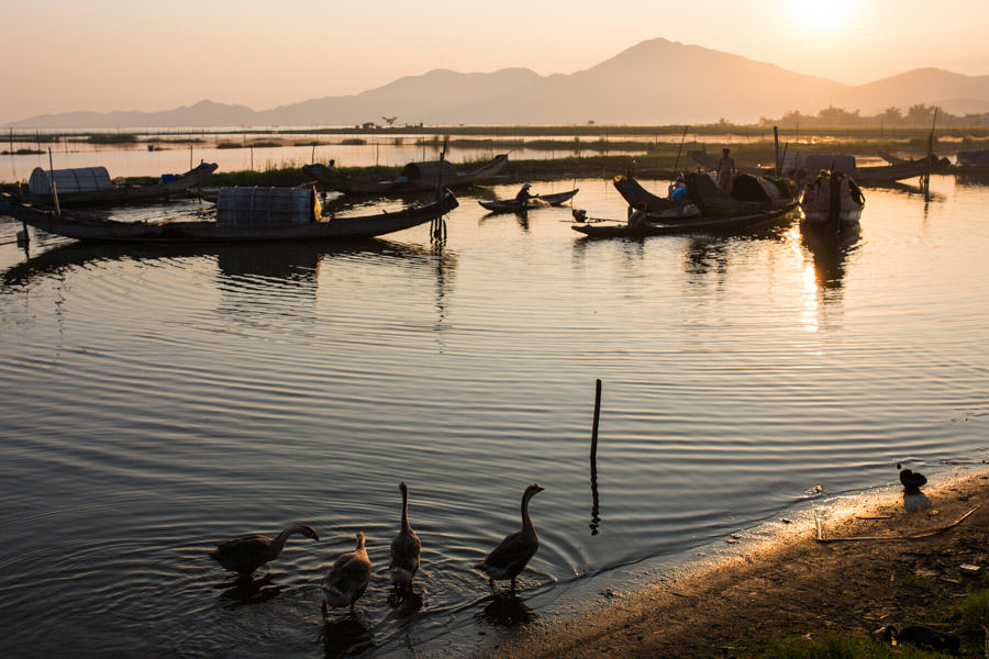 Geese at sunrise in Tam Giang lagoon
