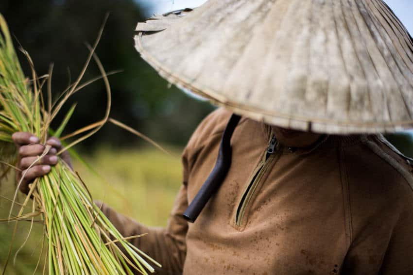 Lao rice farmer during the harvests