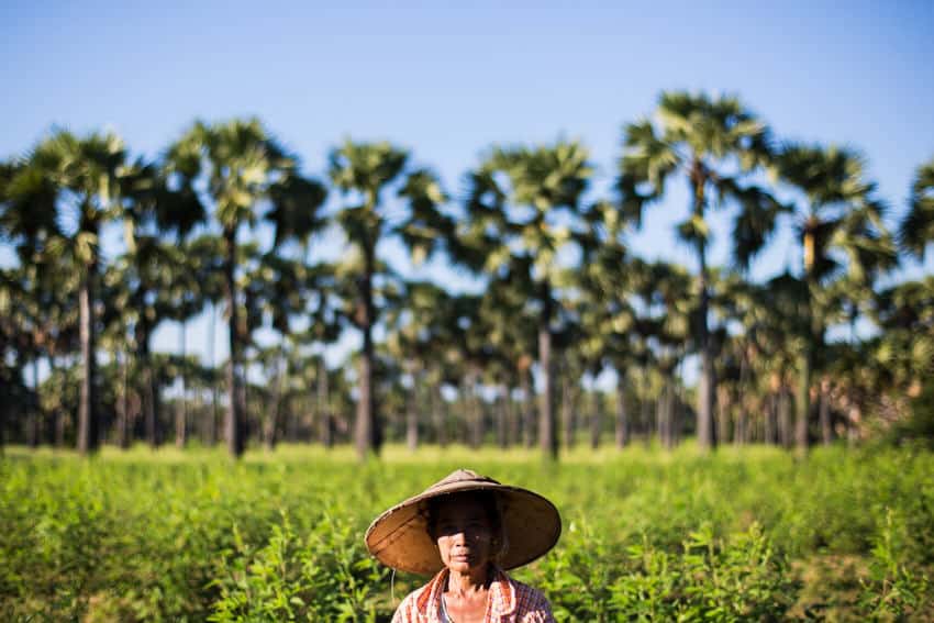 Burmese woman in a field