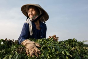 Woman with broken gloves harvesting peanuts in Vietnam