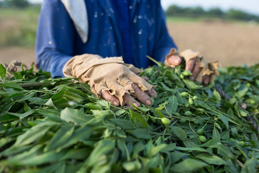 A farmer with broken gloves harvesting peanuts in fields near Hoi An