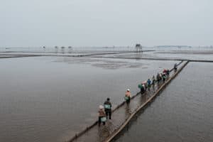 Aerial view of the clam harvest field and workers in Thai Binh, North Vietnam - Pics of Asia tour