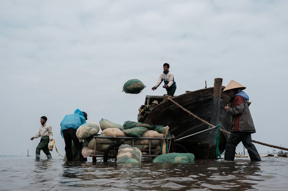 Vietnamese people harvesting clams in Thai Binh, North Vietnam