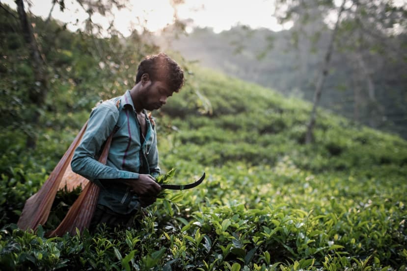 A man picking up tea leaves early morning in Sreemongol, Bangladesh