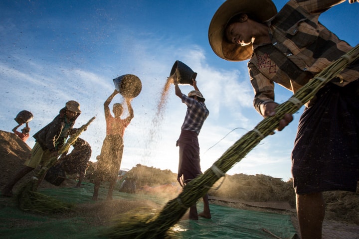 Women and men thresh grains and work together to collect the harvest in Myanmar - Pics of Asia Phototours