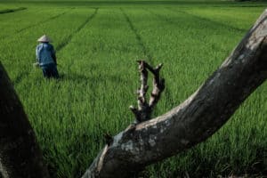 farmer in a rice field in Vietnam