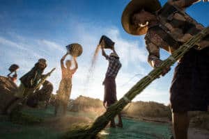 Pao people harvest rice in Myanmar using a wide-angle lens