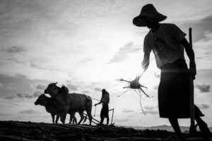 Black and white photography of farmers on Pics of Asia Myanmar tour