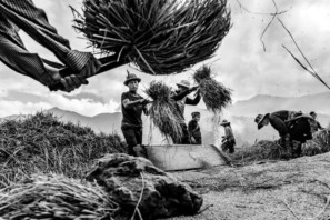 A group of Hmong harvesting rice near Ta Van in North Vietnam. Photo taken by Quinn Ryan Mattingly in Pics of Asia North Vietnam photography tour