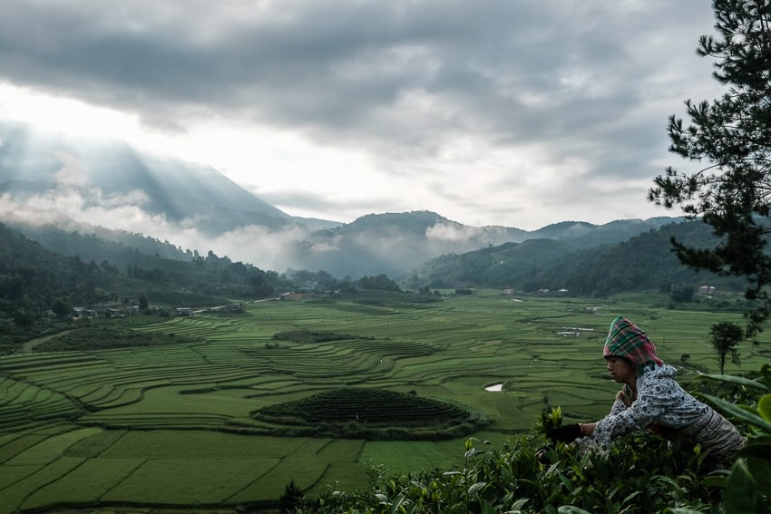 A wide landscape of the valley of Tan Uyen at sunrise where Tai women pick up tea laves, during a Pics of Asia photography tour