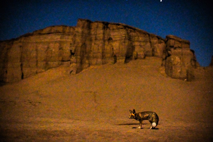 Night photo of a desert fox in the desert of Kalouts in South Iran during Pics of Asia photography tour