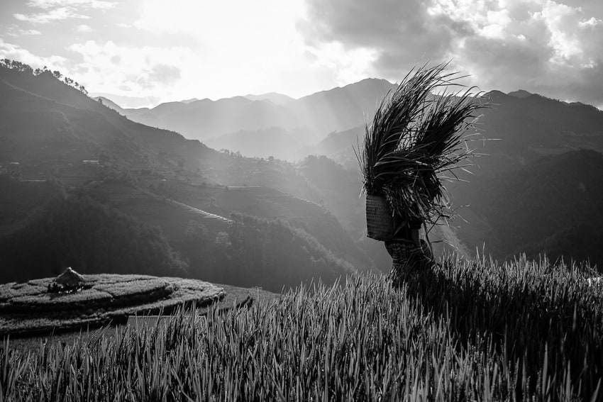 A Hmong woman carrying a ballot of elephant grass on the rice terraces of Mu Cang Chai