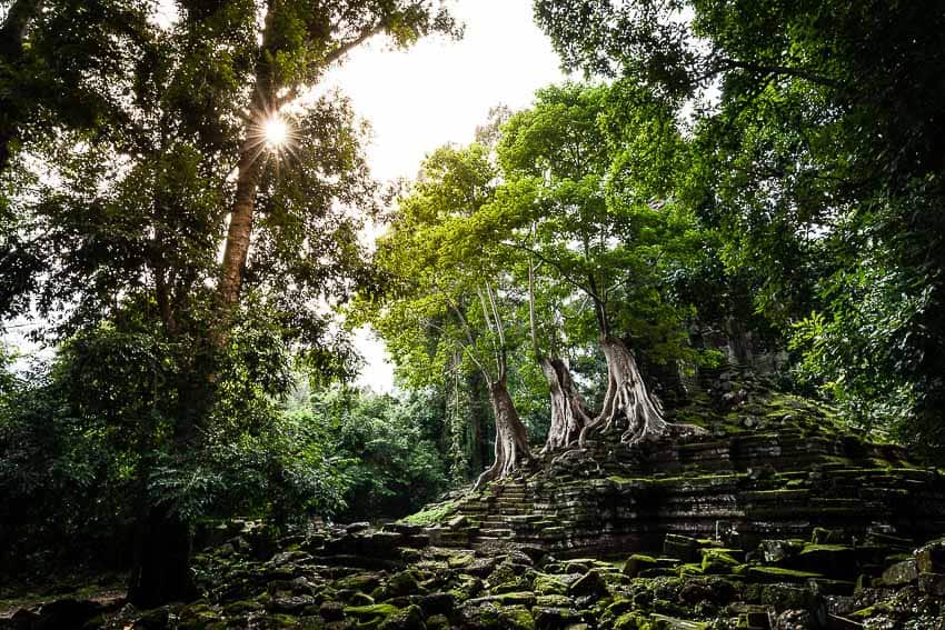 Photo by Regis Binard of the jungle on the temples of Angkor, Cambodia