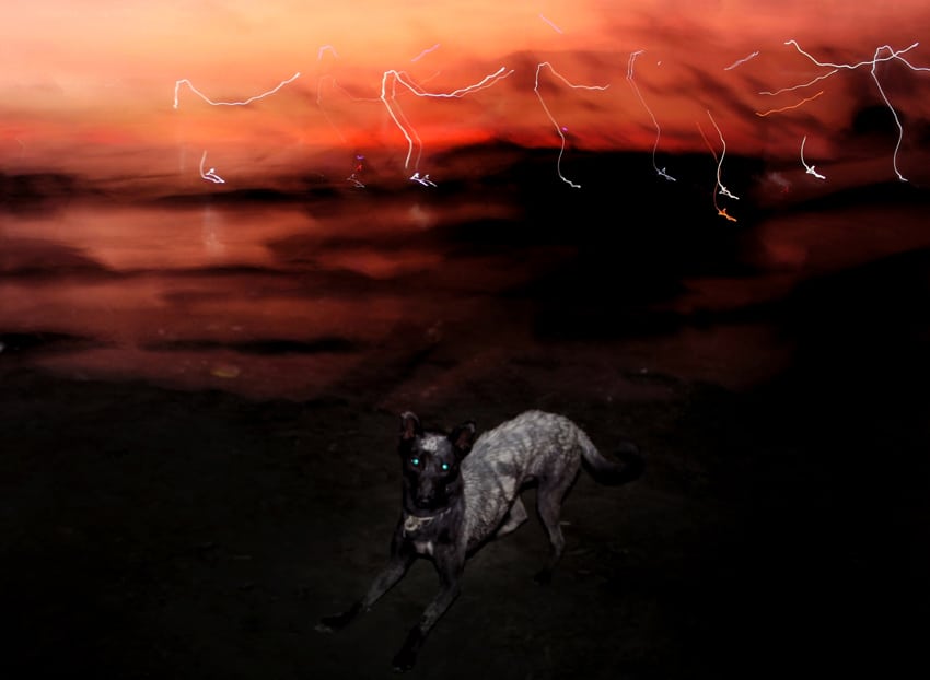 A photograph of a dog in Bangladesh taken by Nayeem Jabaz for an article about flash photography with Fujifilm for Pics of Asia