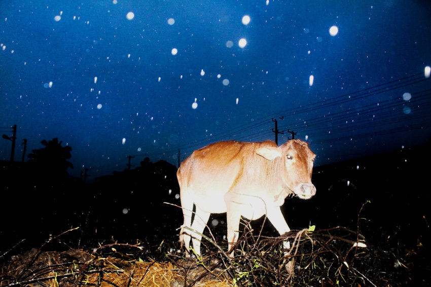 A photograph of a cow in the rain in Bangladesh taken by Nayeem Jabaz for an article about flash photography with Fujifilm for Pics of Asia