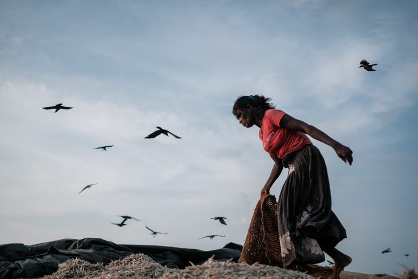 A Sri Lankan women working on the beach of Negombo in Sri Lanka