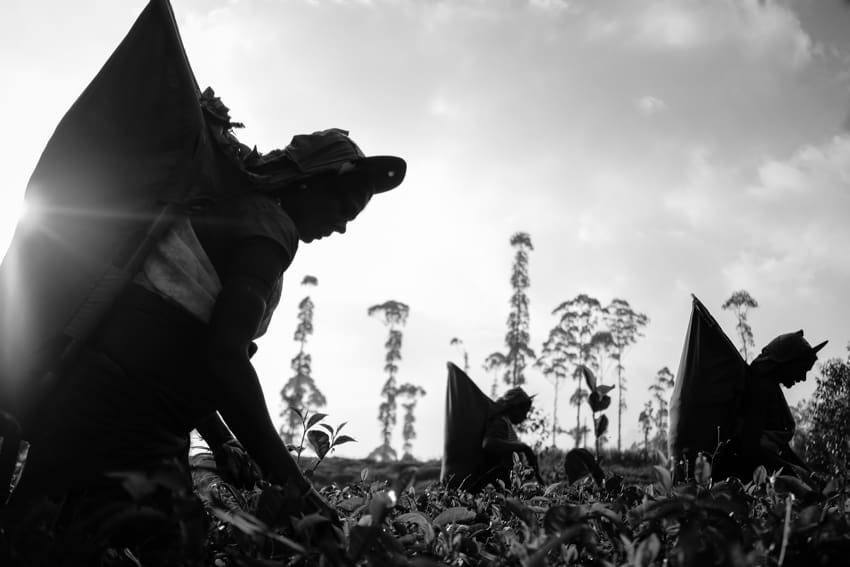 A group of women picking up tea leaves in a plantation of central Sri Lanka, taken during a photography tour with Pics of Asia