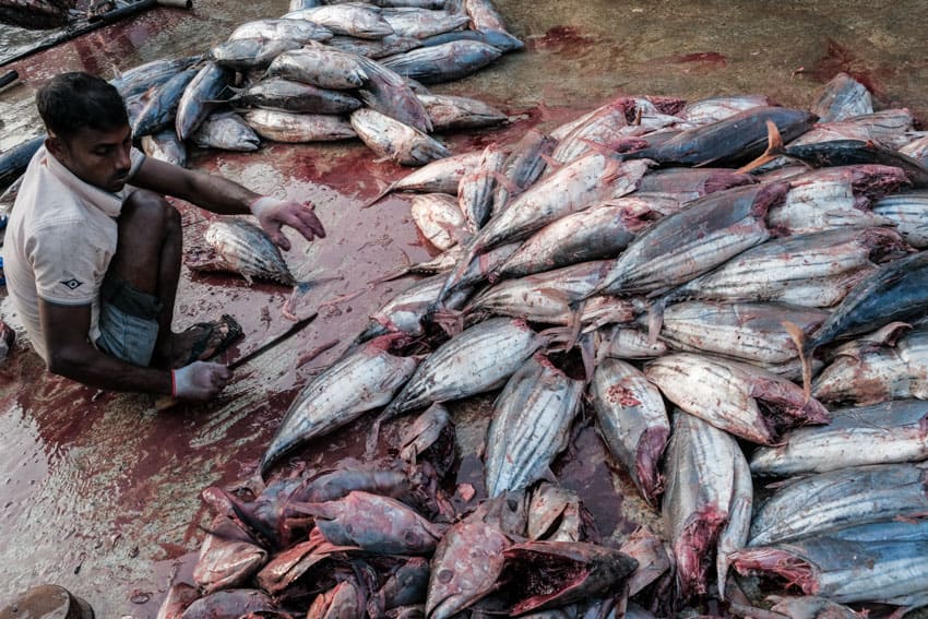 a man is cutting tuna fish in the market of Mirissa, taken during a photography tour by Pics of Asia