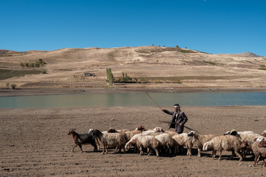 Sheep herder leading his herd along a blue lake in the Iranian Kurdistan