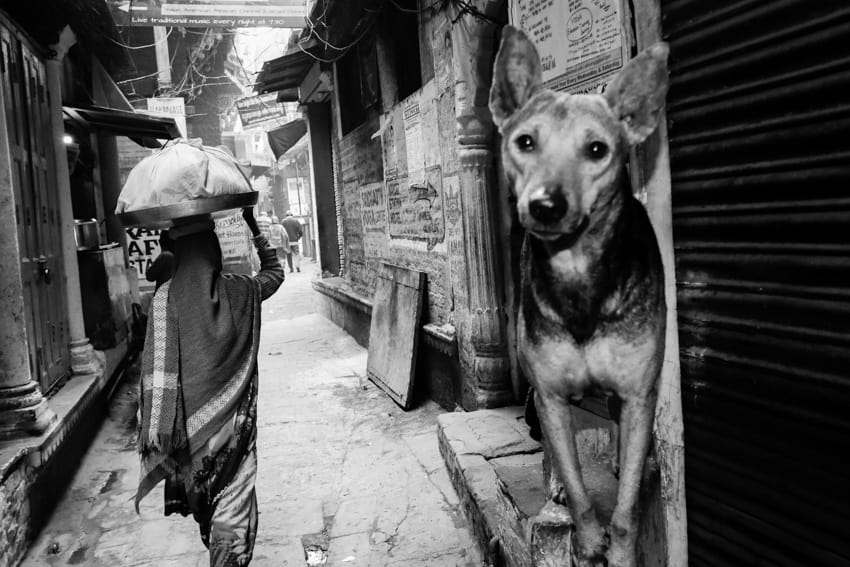 A dog and a woman walkign the narrow alleyways of Varanasi, India