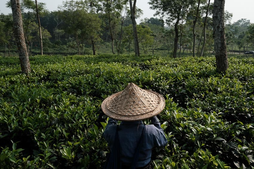 A woman is picking up tea leaves in a tea estate in Sreemongol