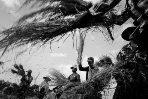 Pao people harvesting rice in Pindaya, Myanmar