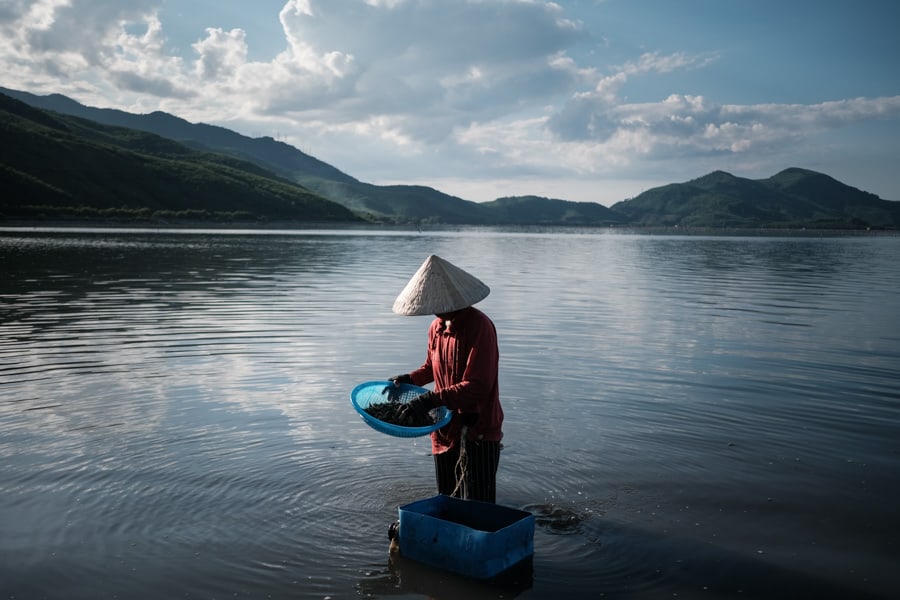 Woman harvesting small snails in Lang Co lagoon at sunset during a photography tour in Vietnam with Pics of Asia