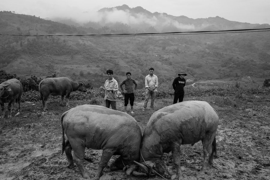 A buffalo fight in a minority market in Vietnam