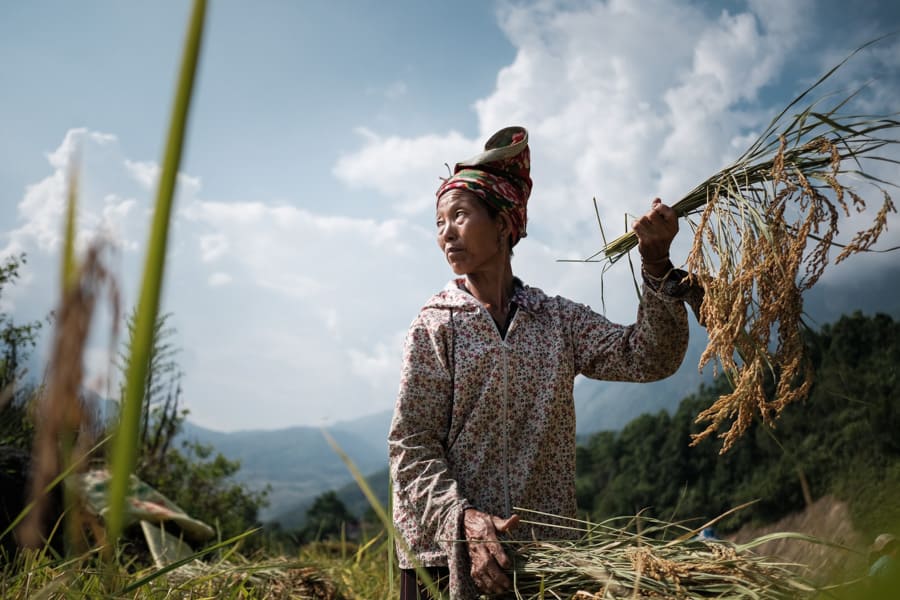 capturing the minorities harvesting rice in the mountains of North Vietnam on a photo tour with Pics of Asia