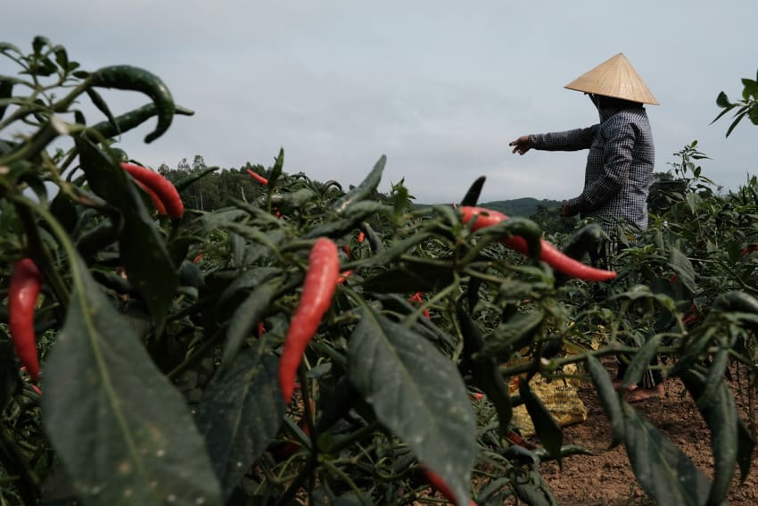 working in a chili field in central Vietnam