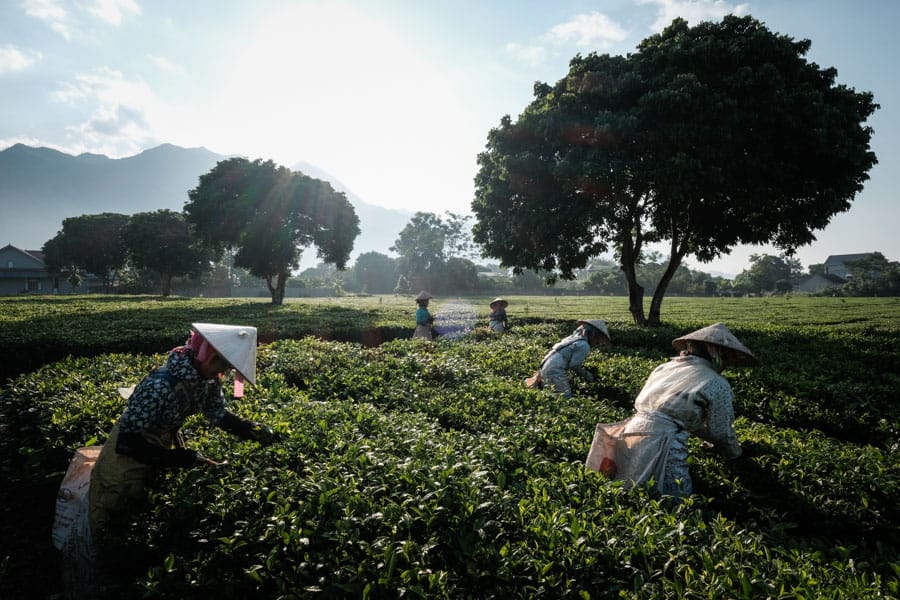 capturing the Hmong people picking up tea leaves in North Vietnam with Pics of Asia