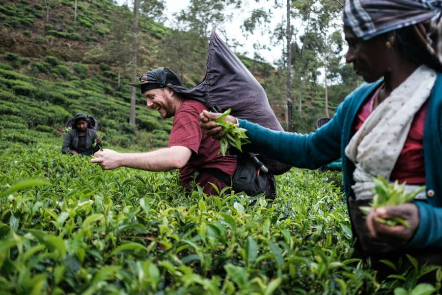 A participant of Pics of Asia photography tour in Sri Lanka picking up tea leaves with the local ladies