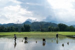 A group of farmers planting rice in Bac Kan region in North Vietnam