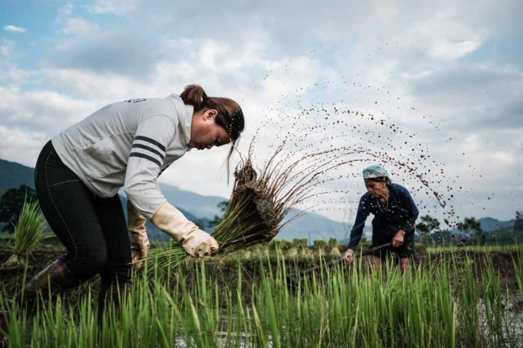 A group of Tay people planting rice in a field in North Vietnam