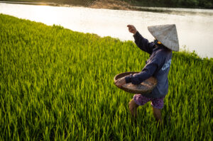 A farmer in Hoi An is working in a rice field at sunset