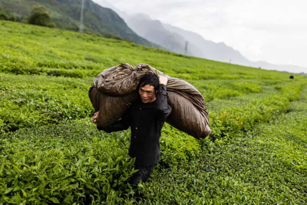 A man carries a bag filled with tea leaves in North Vietnam