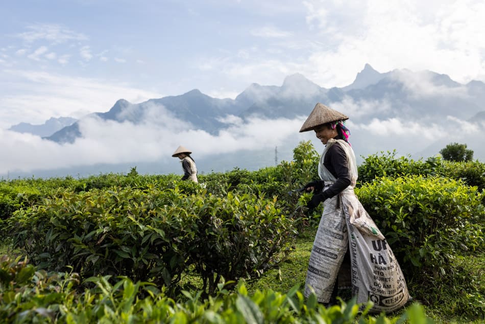 Tay women harvest tea leaves in Tan Uyen valley