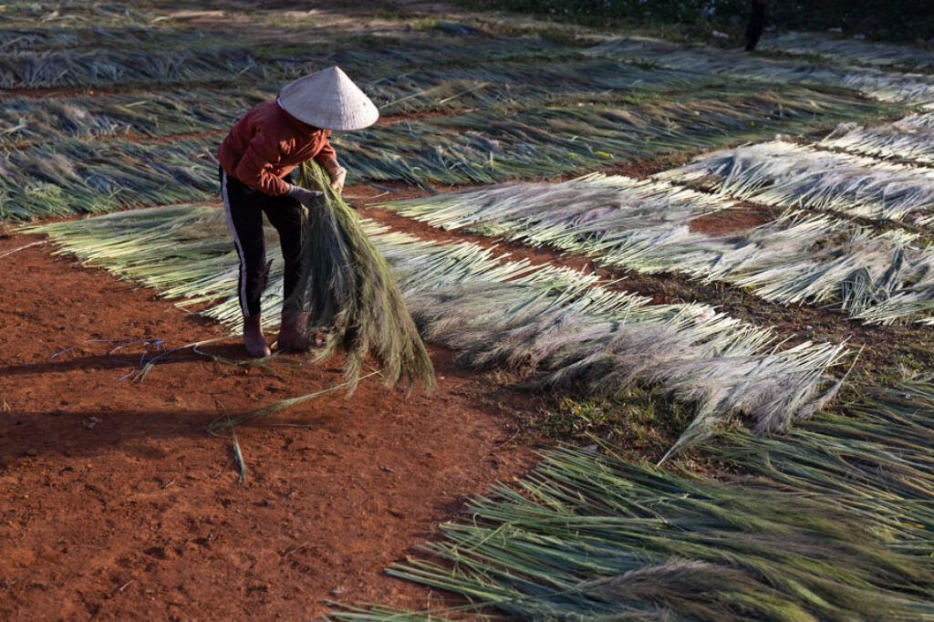 A oman is drying grass in Vietnam that are used to make brooms
