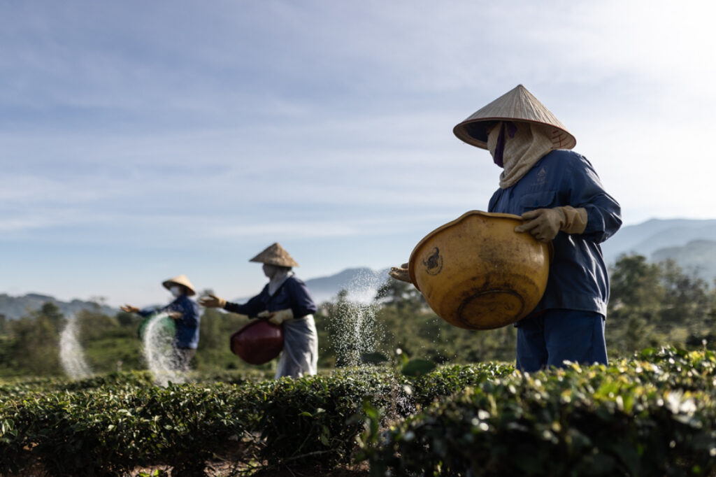 3 women are fertilizing a tea field near Dalat in Vietnam