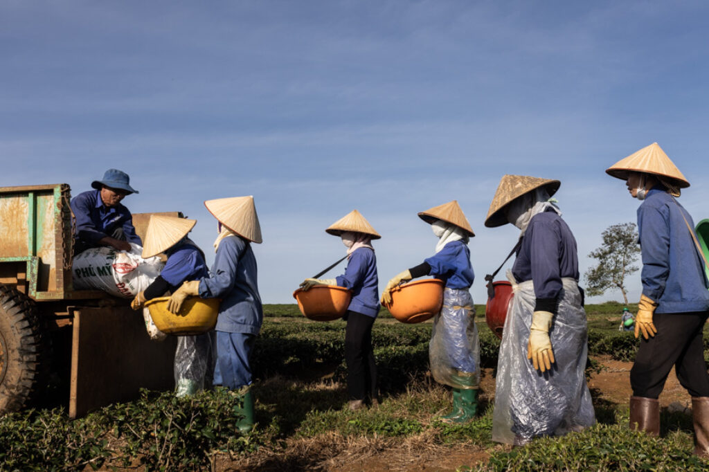 Vietnamese women load up in fertilizer to use it in the tea fields
