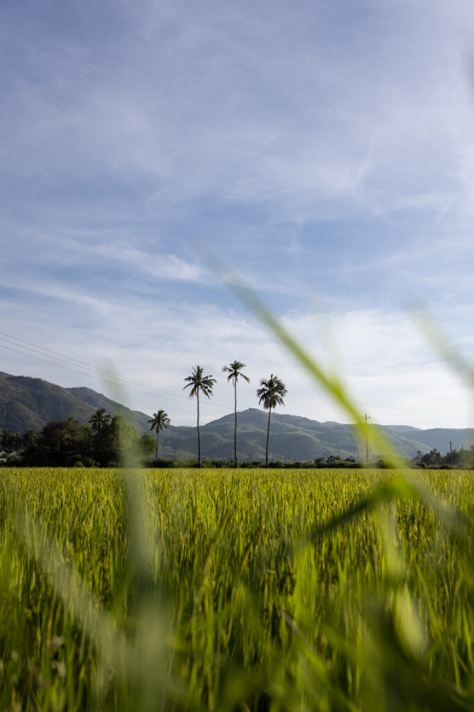 Song Cau is a land of coconut trees in central Vietnam