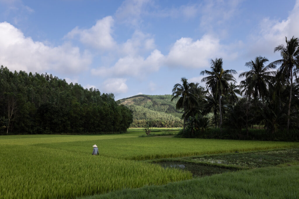 a farmer walks in rice fields in central Vietnam