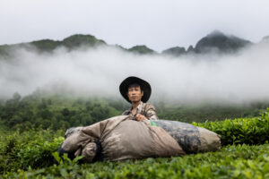A man is harvesting tea leaves capture by Etienne Bossot on a photo tour in North Vietnam