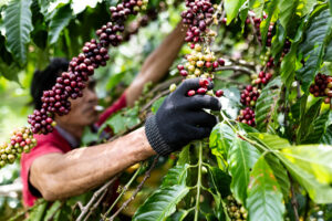 Vietnam coffee harvest